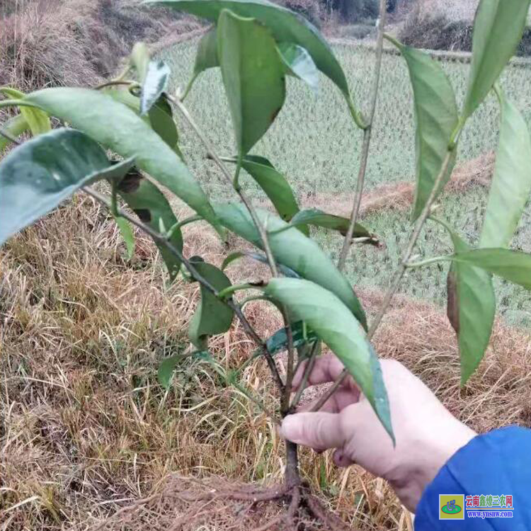 貴陽(yáng)滇黃精種植種苗基地 云南保山滇黃精苗多少一株 云南黃精種苗