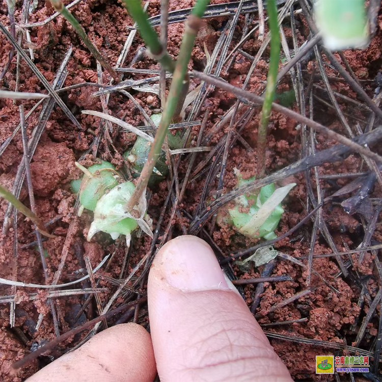 廣元大黃精種植基地 黃精草苗價(jià)格 滇紅花黃精苗多少錢