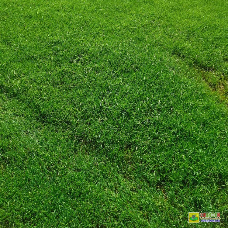 昭通四季青草坪多少一平 便宜的草坪價格 運動草坪植基地