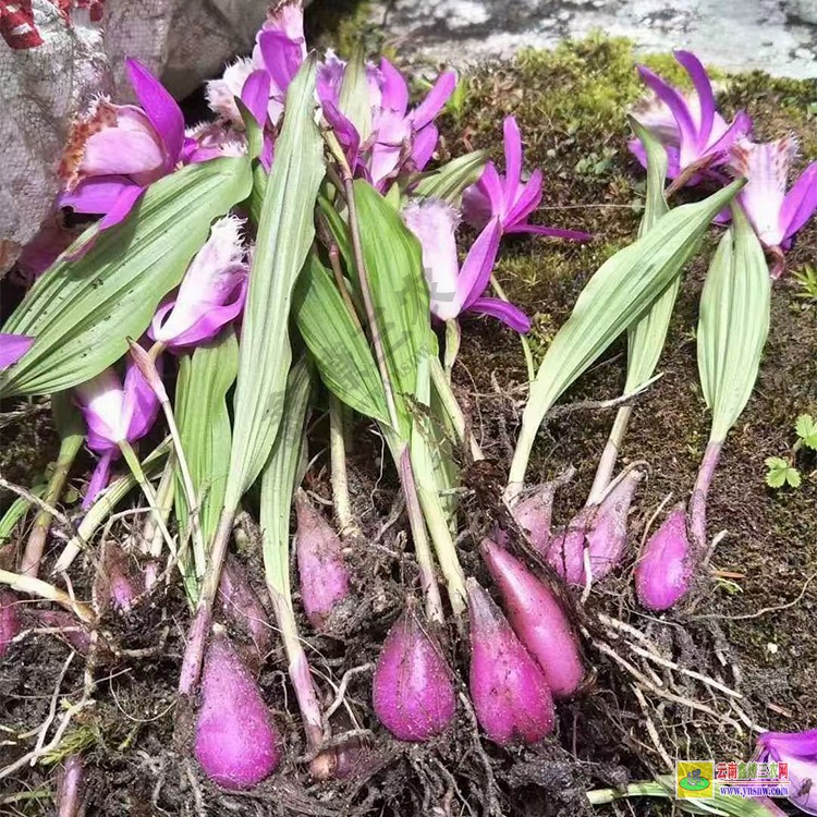 昆明昆明組培冰球子苗 云南冰球子苗批發(fā) 山芋頭冰球子一畝地栽種多少苗