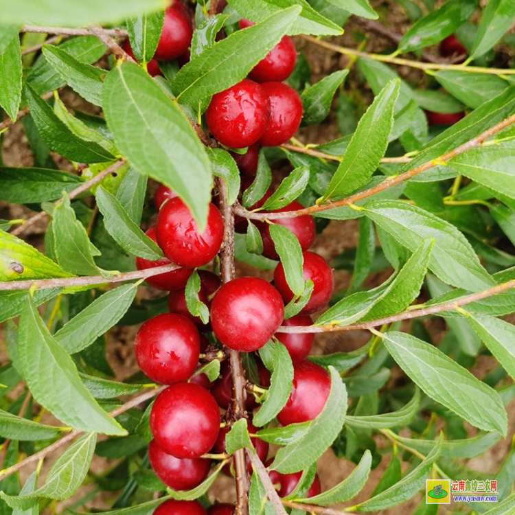 產(chǎn)地鈣果苗 永城2號鈣果苗 中華鈣果苗