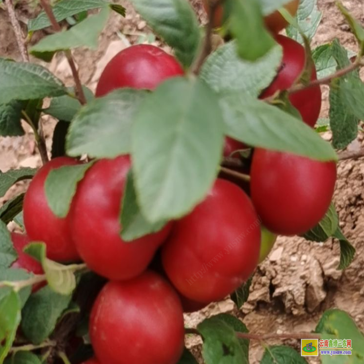 產(chǎn)地鈣果苗 永城2號鈣果苗 中華鈣果苗