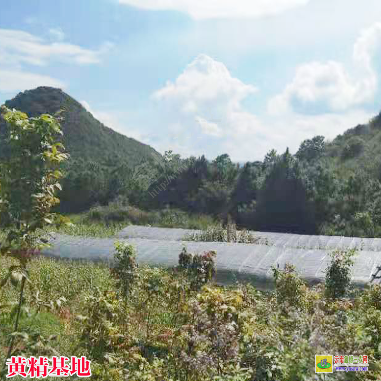 清鎮(zhèn)市貴州雞頭黃精苗 種植黃精幾年可以采收 貴州黃精苗興森民豐