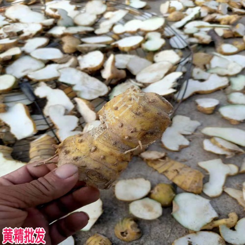 家種黃精近年價(jià)格在多少?生貨在15-16元