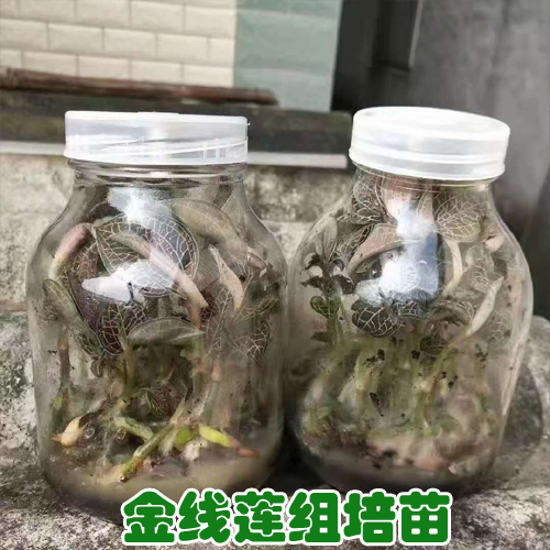 金線蓮苗批發(fā)價格 金線蓮苗多少錢一瓶 金線蓮苗在哪里買到