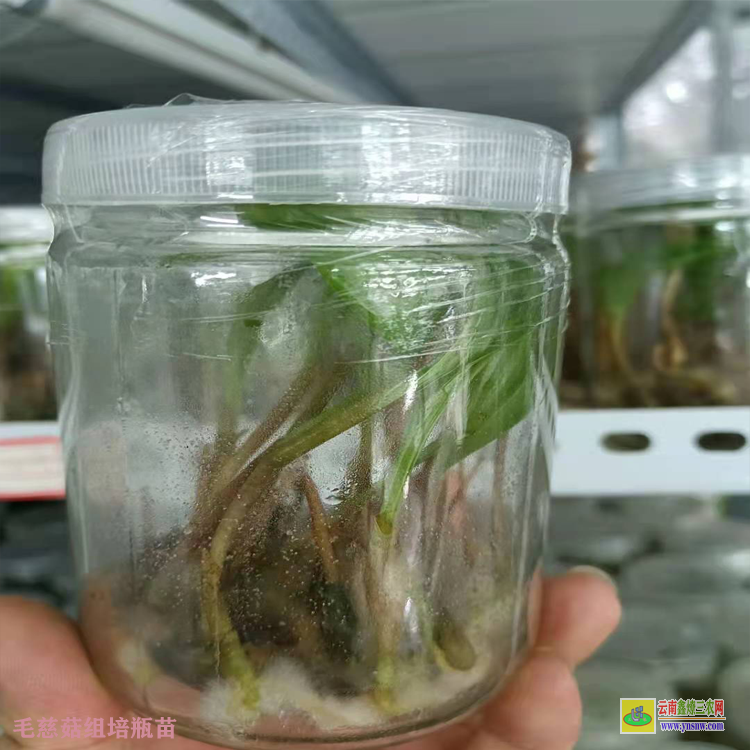 沾益毛慈菇苗圖片 毛慈菇苗什么方能購到 毛慈菇苗多少錢一棵