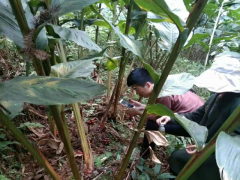 文山林下種植的三七,三七種苗供商家圖3