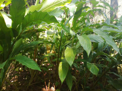 適合四川/廣西種植的草果小苗|目前3年草果小苗哪里有賣圖2