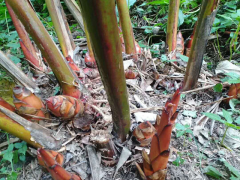 哪里有3年生草果苗？文山馬關(guān)3年草果袋裝苗-4月草果開花圖3