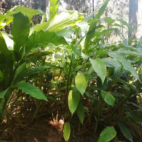 草果芽哪里能買到呢@文山草果芽限量銷售信息