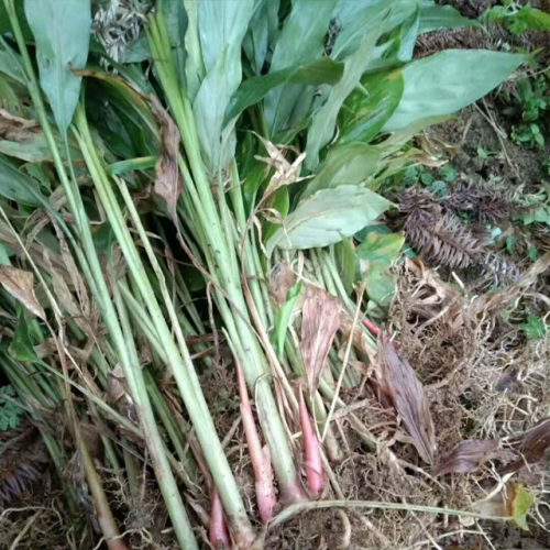 草果幾年能開(kāi)花結(jié)果?_花期幾個(gè)月