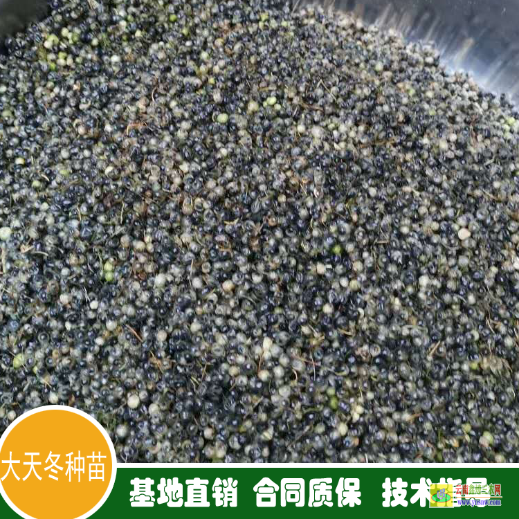 天冬苗育苗技術 天冬苗價格 天冬苗后專用除草劑用什么