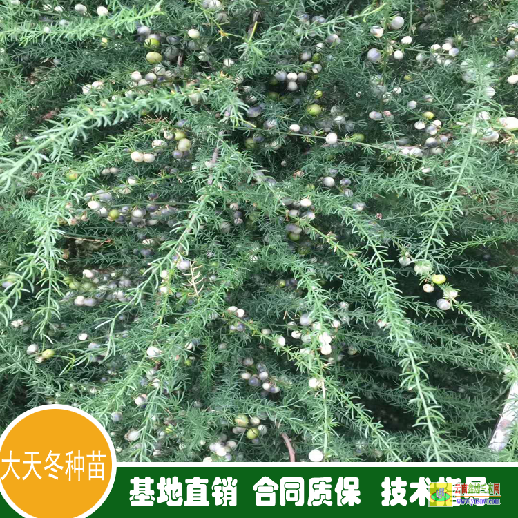 天冬苗育苗技術 天冬苗價格 天冬苗后專用除草劑用什么