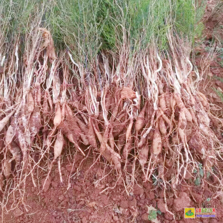 天冬苗怎樣種植 天冬苗圖片 天冬苗后專用除草劑用什么