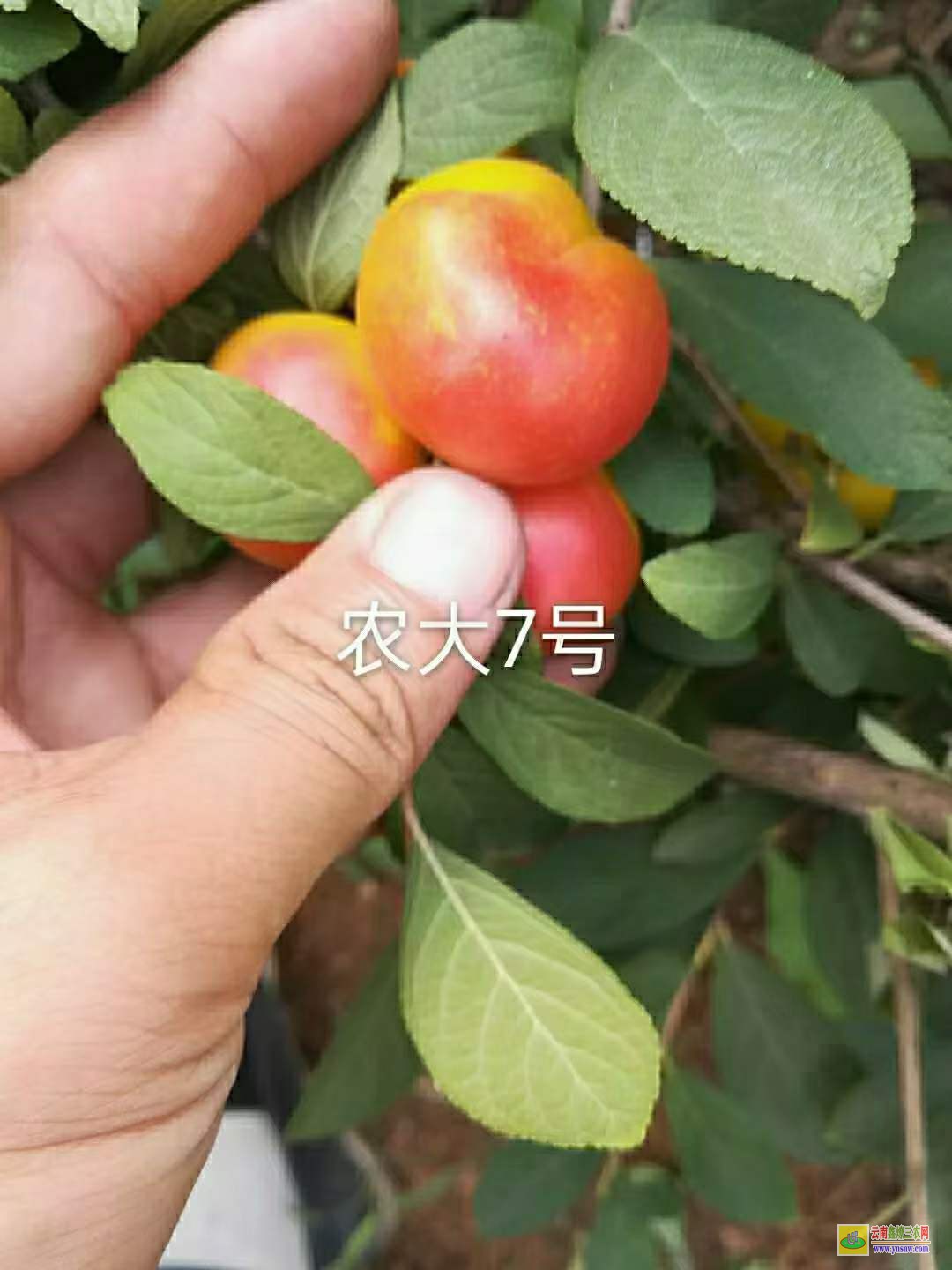 云南新品種鈣果苗價格 中華鈣果苗價格 鈣果苗基地