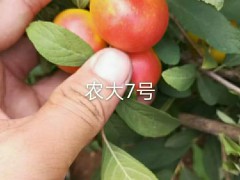 四川鈣果苗果樹小苗 鈣果農(nóng)大5號 鈣果苗適合什么地方種植圖3