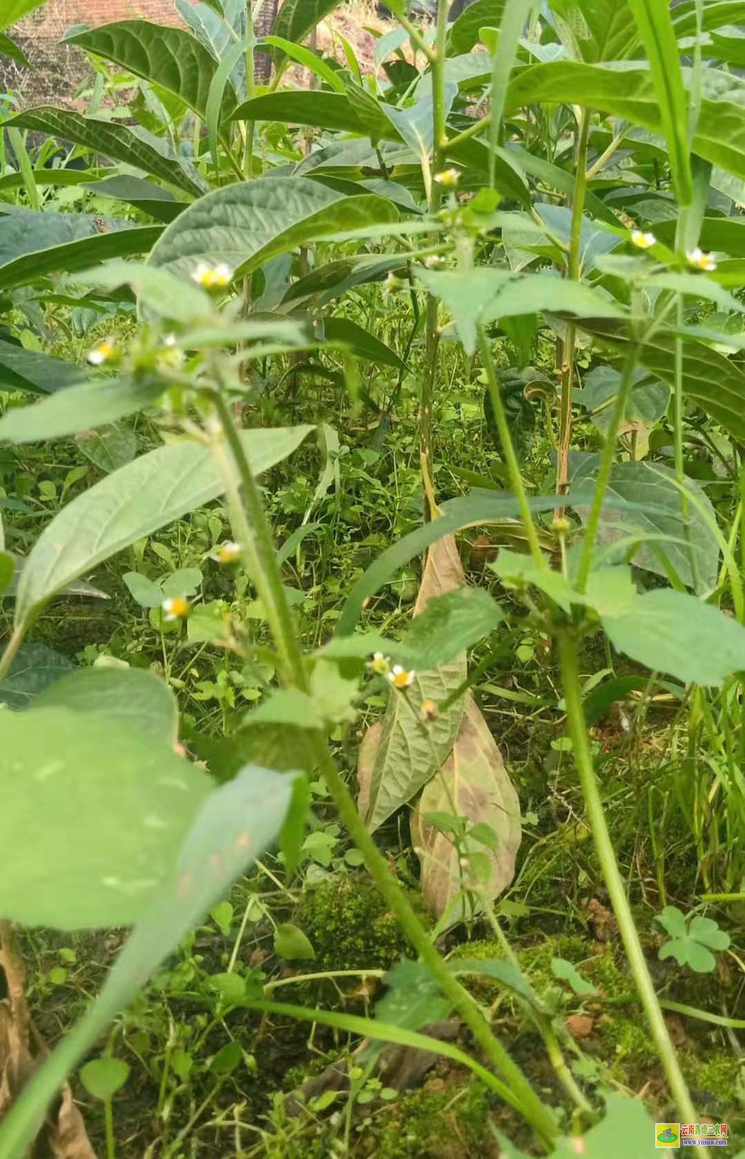 烏梅苗哪里有賣 種植市場前景如何 附種植利潤介紹！