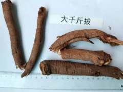 千斤拔的功效食用方法圖2