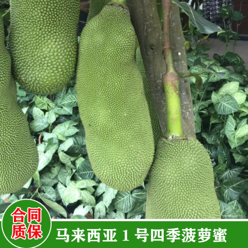 福建菠蘿蜜苗圖片 菠蘿蜜苗價格 菠蘿蜜苗用什么肥料