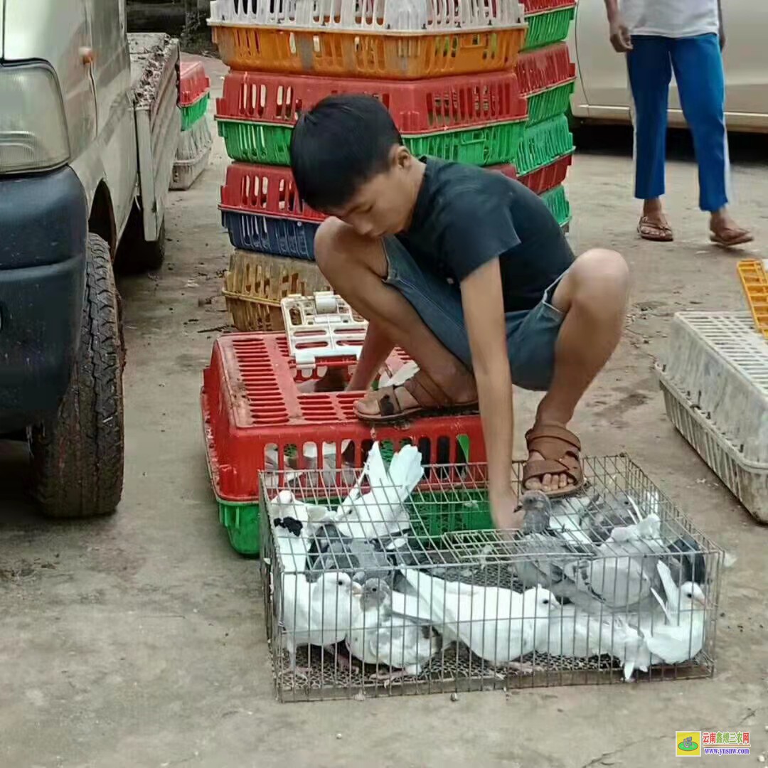 臺兒莊種鴿價格是多少錢一對 肉鴿價格走勢圖 肉鴿價格怎么樣