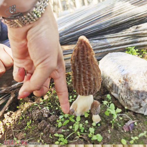 祿勸羊肚菌價(jià)格走勢圖 羊肚菌種植前景和效益 羊肚菌菌種檢驗(yàn)