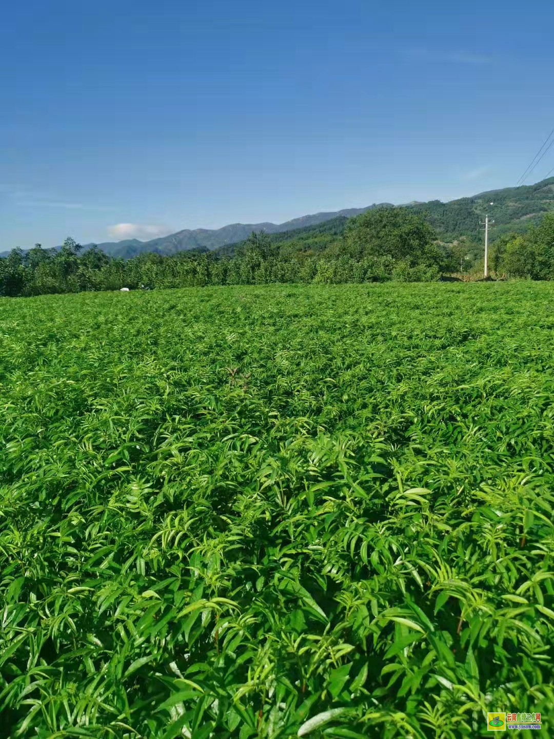 迪慶花椒苗幾月份移栽 大紅袍花椒苗哪里有賣