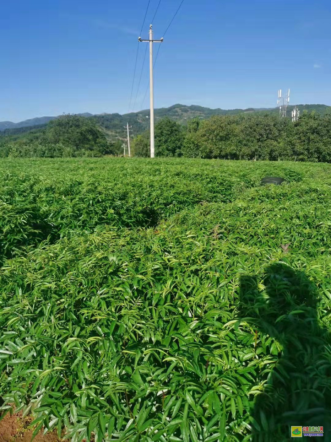 巴中花椒苗幾月份移栽 大紅袍花椒苗哪里有賣