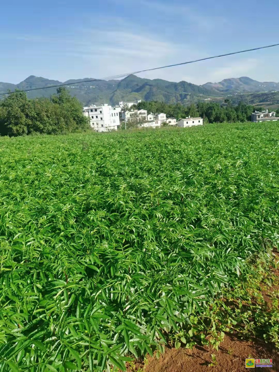 綿陽花椒苗幾月份移栽 大紅袍花椒苗哪里有賣