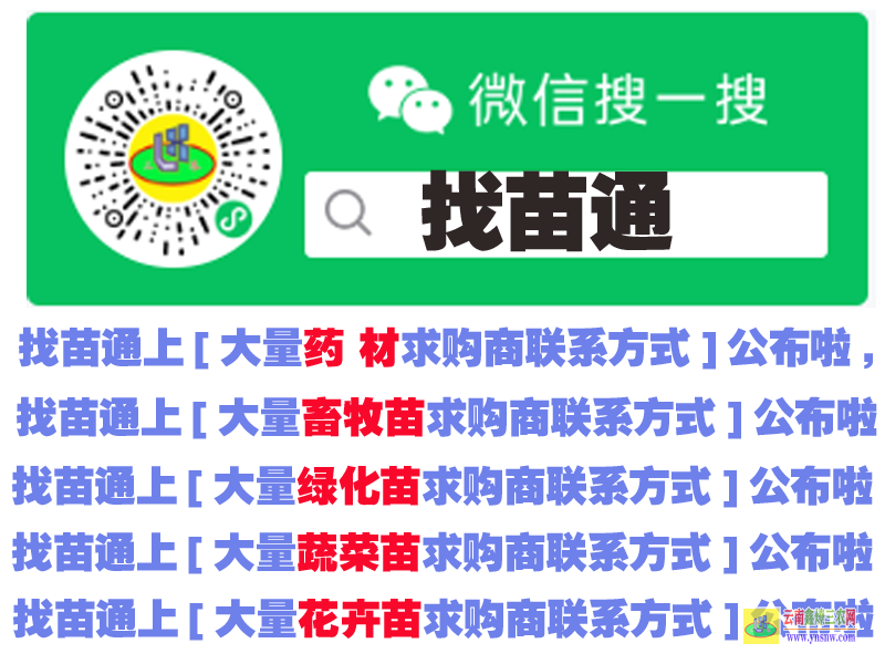 孟連什么地方有藥材苗賣 中藥材種植扶持 微信搜一搜找苗通