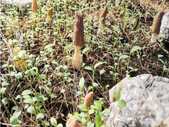 云南羊肚菌種植回收公司 棱羊肚菌圖片 羊肚菌種植成功圖1