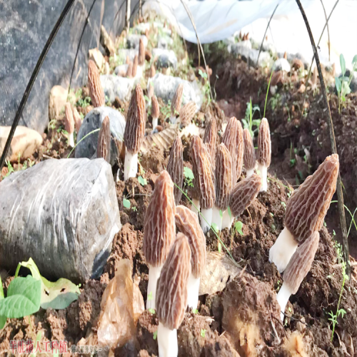 新疆羊肚菌種植批發(fā)基地 羊肚菌加盟費(fèi)用多少 哪里的好