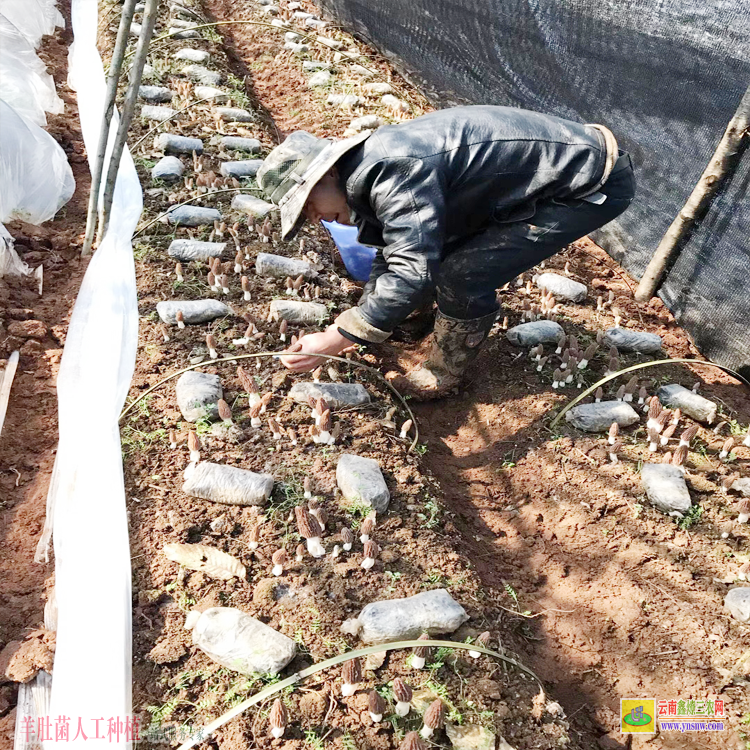 浙江羊肚菌種植方法和條件 羊肚菌種植 羊肚菌圖片