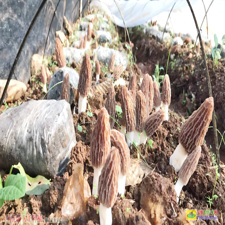 四川羊肚菌價格行情 全國各市場羊肚菌的價格行情 昆明市云南羊肚菌廠家