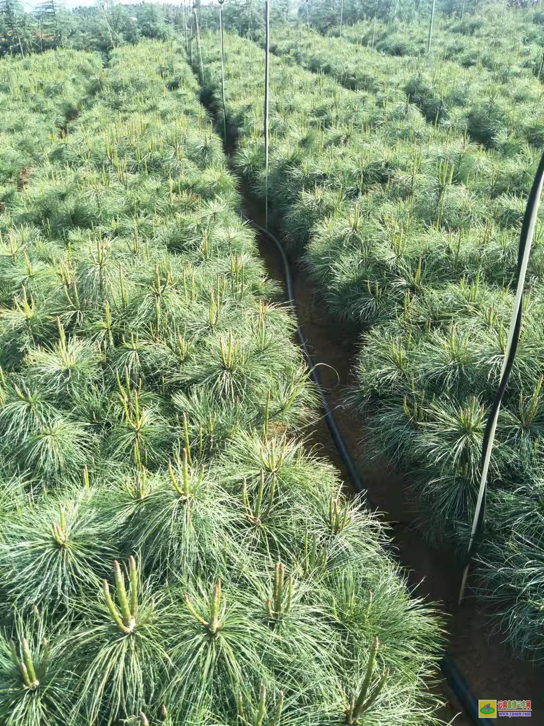 西雙版納【華山松苗木】基地 華山松苗木圖片 華山松苗木等級