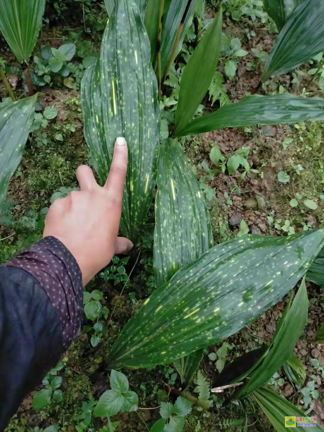 遵義[毛慈菇苗]多少錢一棵 【毛慈菇種子】催芽技術(shù) 【毛慈菇種子】怎么育苗