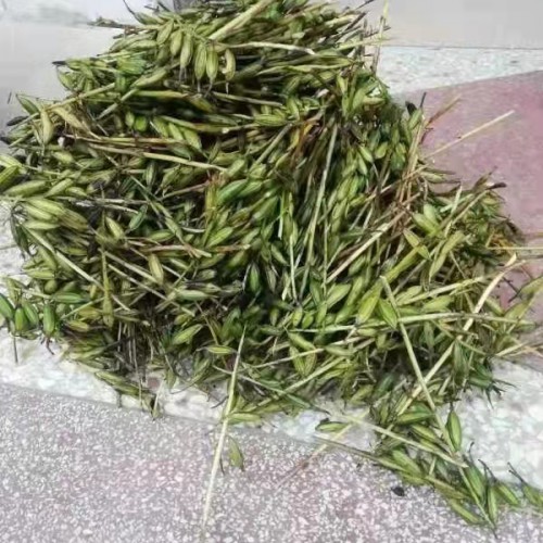 昆明 【毛慈菇苗】種子催芽 毛慈菇苗價格多少錢 毛慈菇種植技術視頻