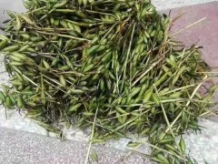 昆明 【毛慈菇苗】種子催芽 毛慈菇苗價(jià)格多少錢 毛慈菇種植技術(shù)視頻圖2