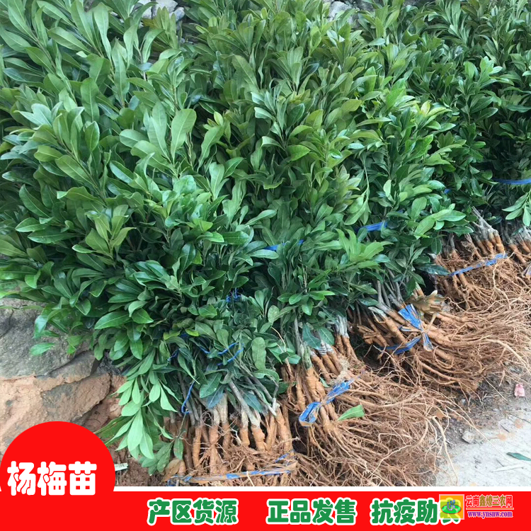 西雙版納楊梅苗價(jià)格 青田楊梅苗基地 東魁楊梅樹的管理技術(shù)