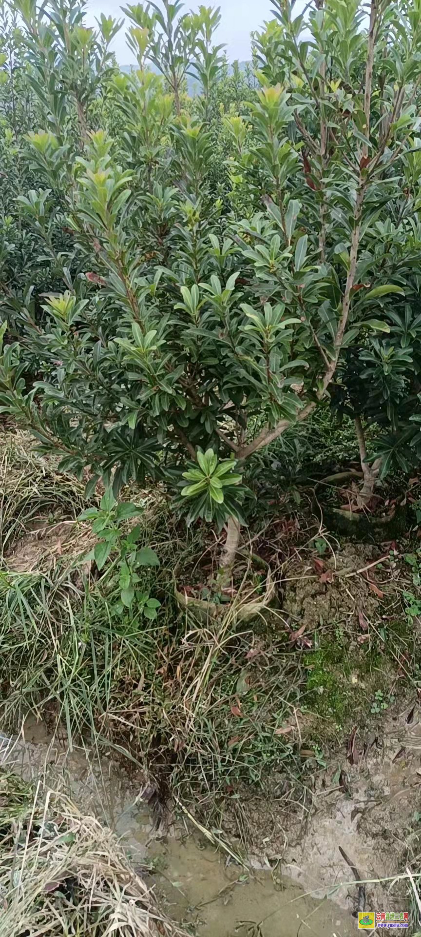 昆明浙江東魁楊梅樹苗價格 臺州楊梅苗基地 東魁楊梅樹的管理技術(shù)