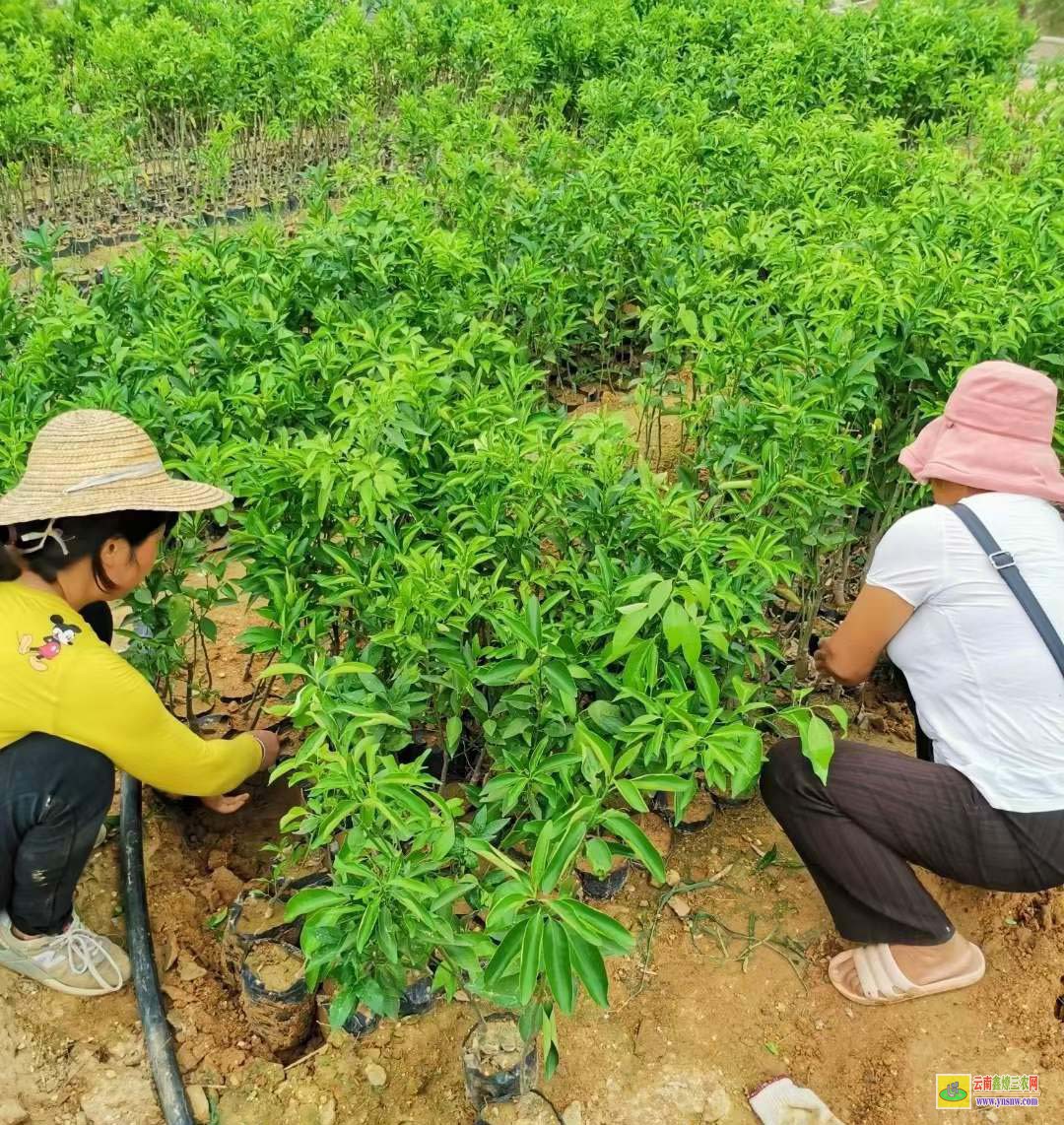 普洱楊梅苗多少錢一棵 廣西楊梅苗基地 東魁楊梅樹的管理技術