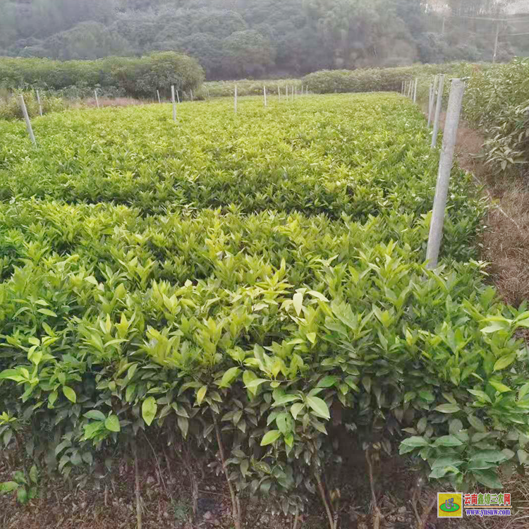 六盤水東魁楊梅苗多少錢一棵 臺(tái)州楊梅苗基地 想買東魁楊梅苗