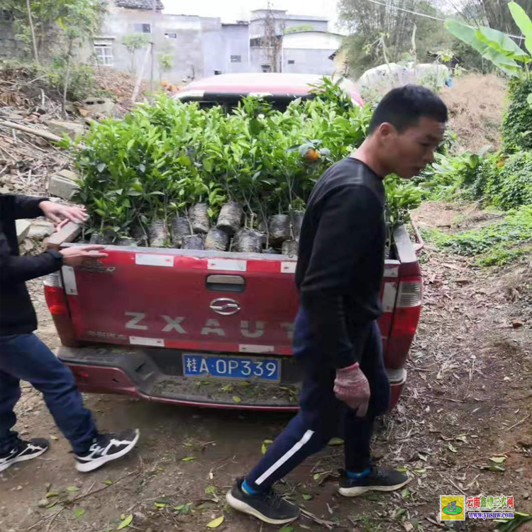 畢節(jié)東魁楊梅苗多少錢一棵 湖南靖州楊梅苗基地 楊梅樹大枝修剪