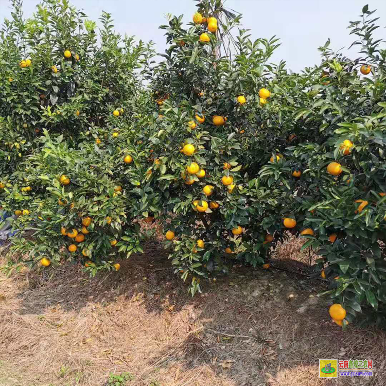 西雙版納沃柑苗到哪里買才真 廣西沃柑苗批發(fā)基地 廣西沃柑苗批發(fā)基地