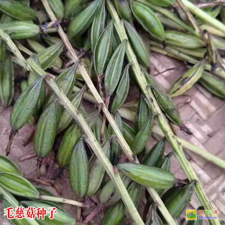 廣元毛慈菇苗(山慈菇)圖片 毛慈菇苗價(jià)格多少錢 毛慈菇種植前景