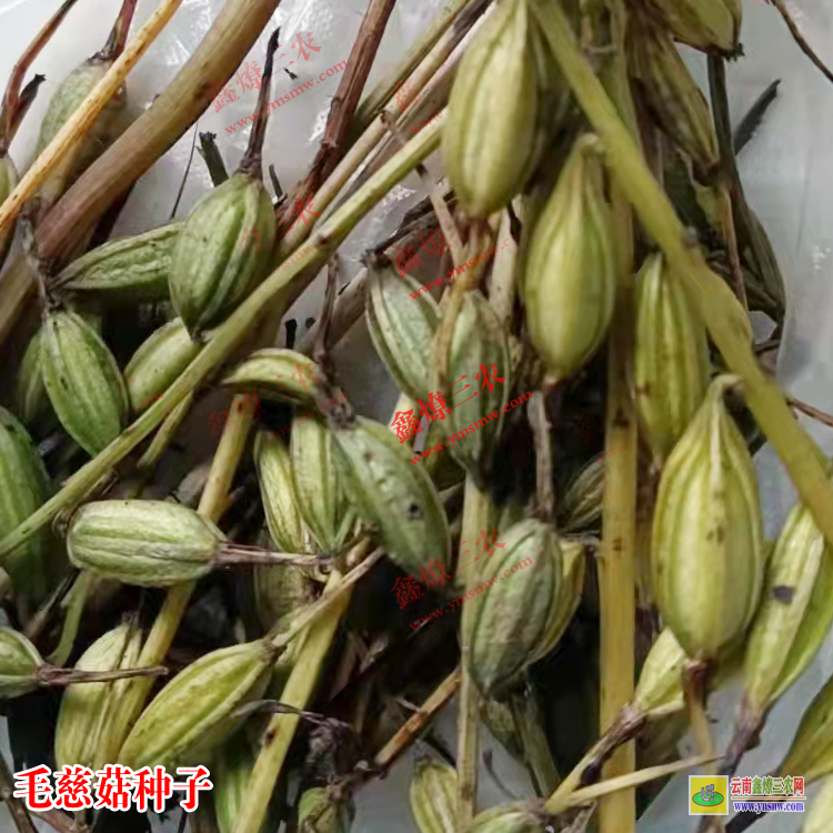 甘孜毛慈菇苗(山慈菇)苗子 毛慈菇苗瓶苗價(jià)格 毛慈菇有幾個(gè)品種