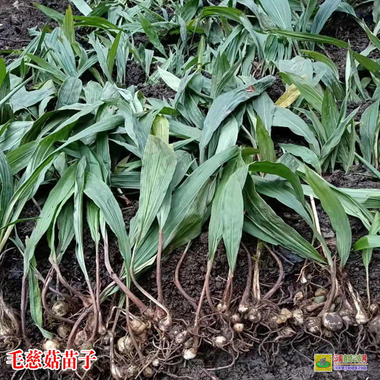 甘孜毛慈菇苗(山慈菇)苗子 毛慈菇苗瓶苗價(jià)格 毛慈菇有幾個(gè)品種