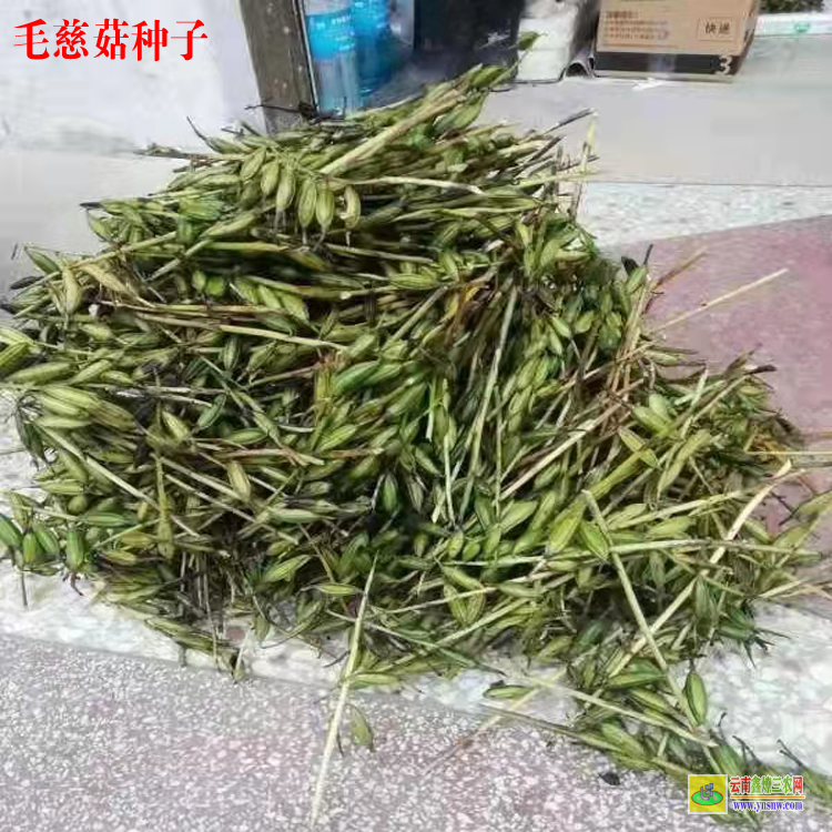 廣元毛慈菇苗(山慈菇)圖片 毛慈菇苗價(jià)格多少錢 毛慈菇種植前景