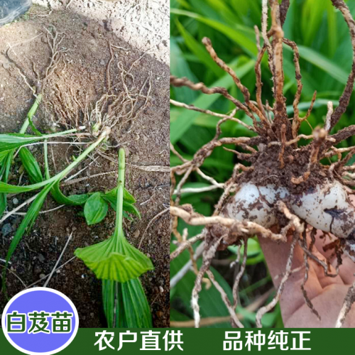 遼寧白芨塊莖苗 白芨苗價(jià)格多少錢一株 哪里賣白芨苗