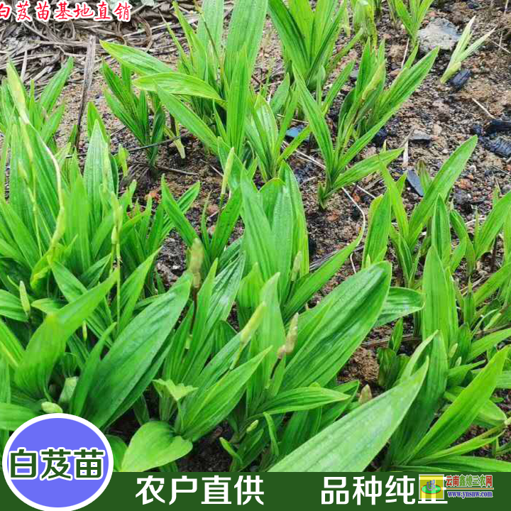 山東組培白芨苗 白芨苗木存活率規(guī)范 白芨苗哪里有賣