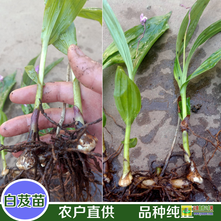 四川白芨塊莖苗 白芨苗多少錢(qián)一株批發(fā) 白芨苗哪里有賣(mài)